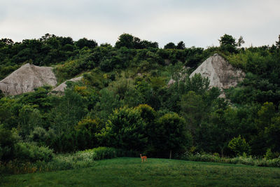 High angle view of field and trees against rock formations