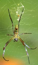 Close-up of spider on web