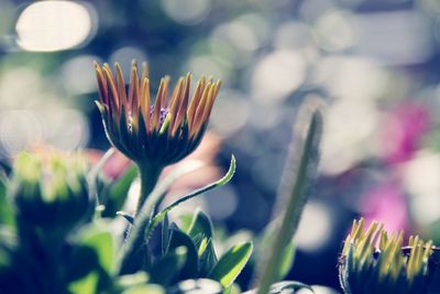 Close-up of flowering plant