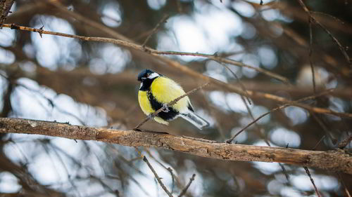 Low angle view of bluetit perching on branch