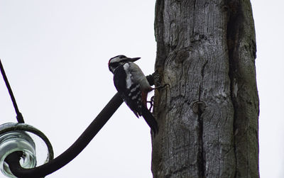 Low angle view of bird perching on tree trunk against clear sky