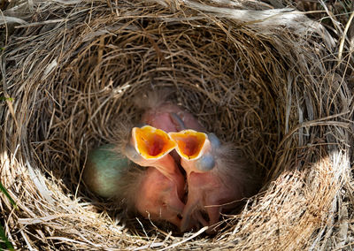 High angle view of birds in nest