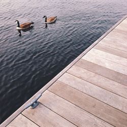 Birds in calm water
