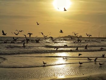 Birds flying over beach against sky during sunset