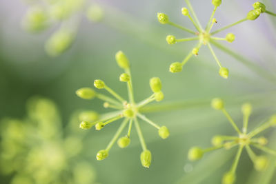 Close-up of plant