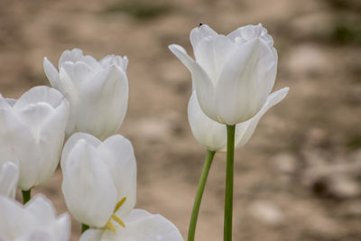 Close-up of white flowers blooming outdoors