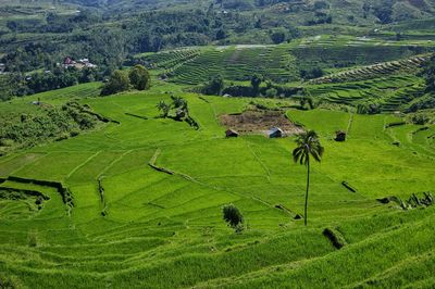 Beautiful view of rice fields in ruteng