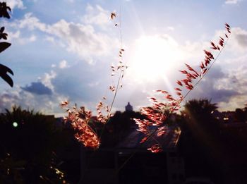 Low angle view of silhouette trees against sky during sunset