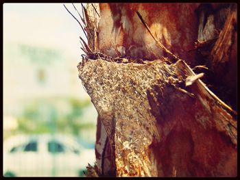 Close-up of tree trunk