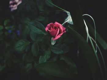 Close-up of pink rose