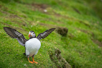 Bird flying in a field