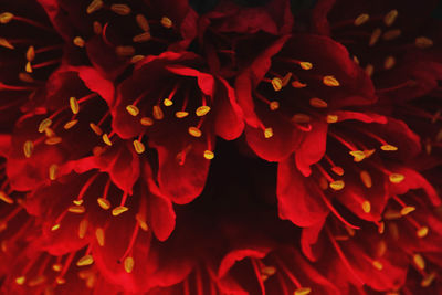 Close-up of red flowers