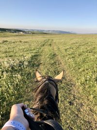 Midsection of a horse on a field