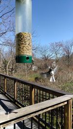 Bird perching on railing against bare trees