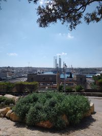 Plants growing by buildings against sky in city