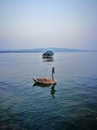 View of crab swimming in sea against sky
