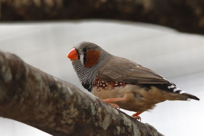 Close-up of bird perching outdoors