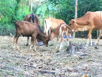 Cows standing on field against trees