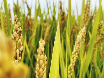 Close-up of stalks in field