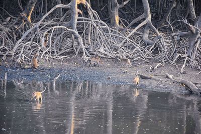 View of birds in lake