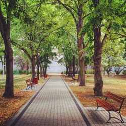 Empty bench by trees in park