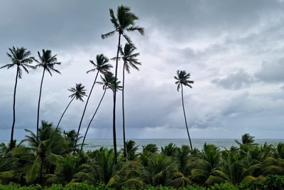 Palm trees on field against sky