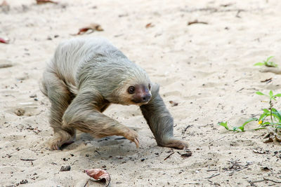 Sloth walking on sand at beach