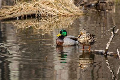 Ducks in a lake