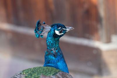 peacock