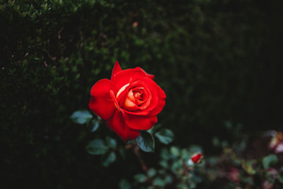 Close-up of red rose