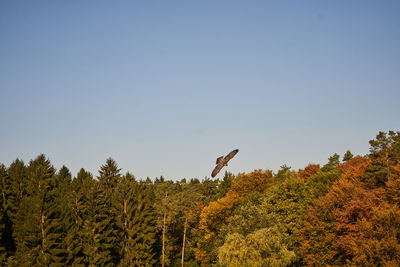 Low angle view of trees against clear sky