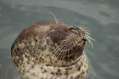 Close-up of elephant seal