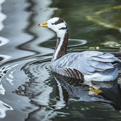 Close-up of duck swimming in lake