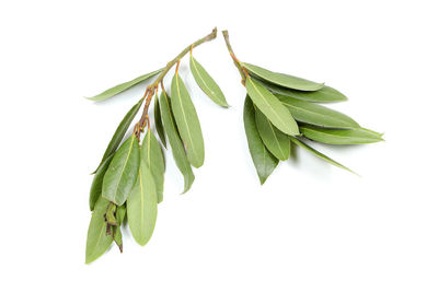 Close-up of fresh green leaves against white background