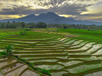 Scenic view of agricultural field against sky during sunset
