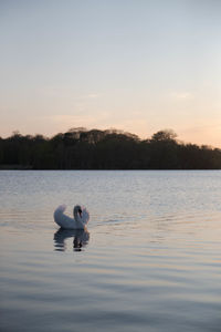 View of duck swimming in lake