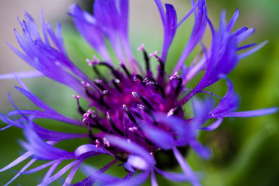 Close-up of purple flower