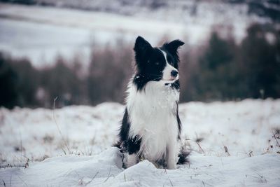 Portrait of dog on snow covered land