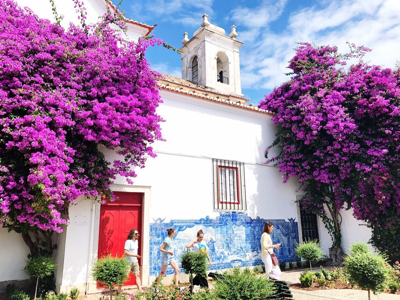 PURPLE FLOWERING PLANTS OUTSIDE BUILDING