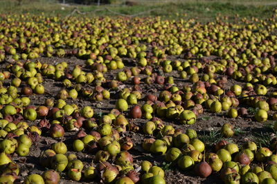 Full frame shot of fruits