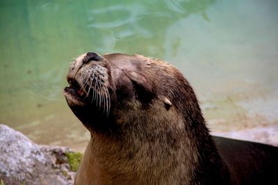 Close-up of sea lion at beach