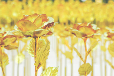 Close-up of yellow flowering plant