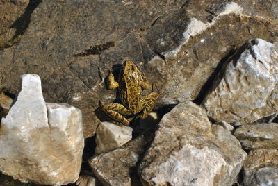 Close-up of turtle on rock