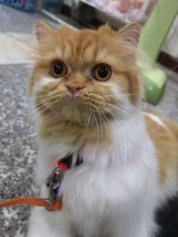 Close-up portrait of a cat