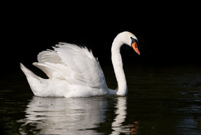 Swan swimming in lake