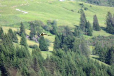 Bird flying over field