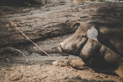 View of a pig on field