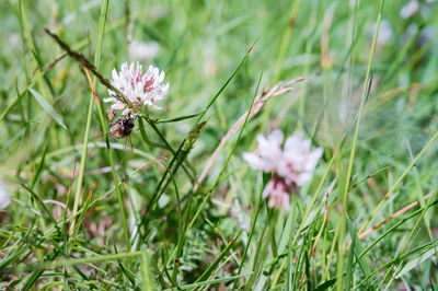 Close-up of insect on flower