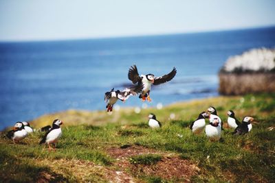 Flock of birds in the sea