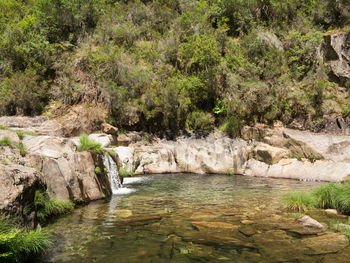 Scenic view of river amidst trees in forest